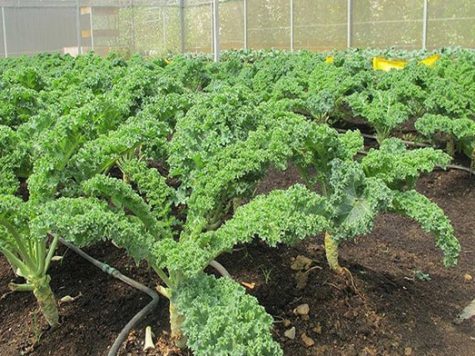 Cách trồng cải xoăn Kale