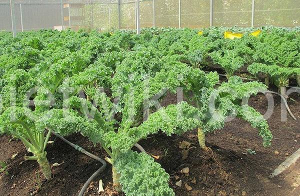 Tổng hợp hướng dẫn cách trồng rau cải xoăn Kale đúng kỹ thuật 1 Cách trồng cải xoăn Kale