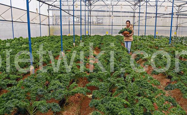 Có thể trồng cải kale theo quy trình khép kín