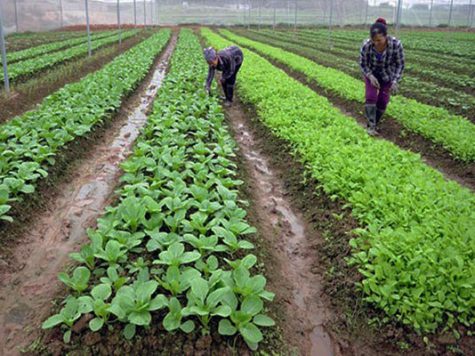 Tháng 5 trồng rau gì phù hợp ở 3 miền Bắc - Trung - Nam? 8 Tháng 5 trồng rau gì ở miền trung
