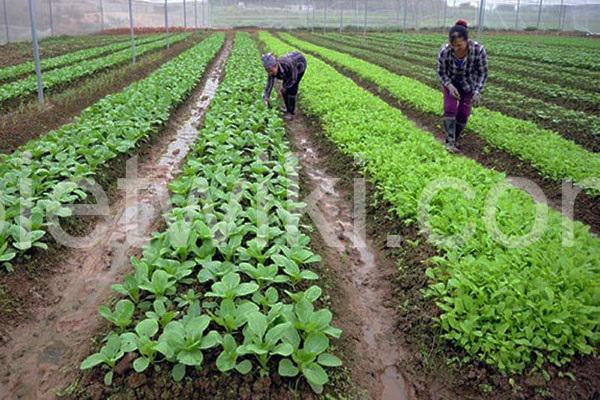 Tháng 5 trồng rau gì phù hợp ở 3 miền Bắc - Trung - Nam? 1 Tháng 5 trồng rau gì ở miền trung