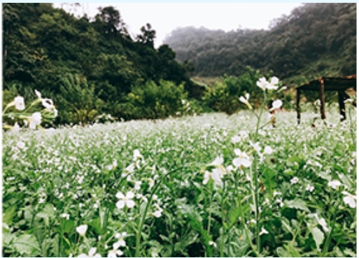 Vườn hoa cả trắng Mộc Châu - Sơn La