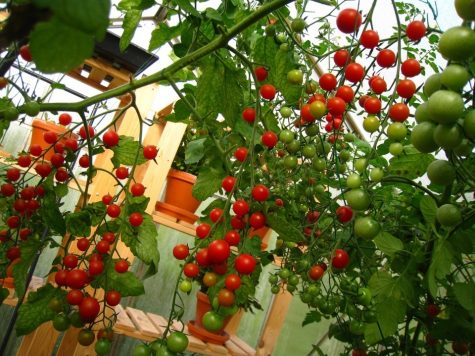 Bật mí cách trồng cà chua bi đúng kỹ thuật và sai trĩu quả 8 Cà chua bi cho trái sai trĩu
