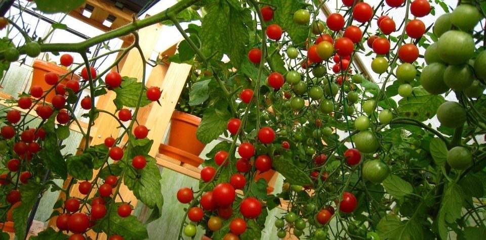 Bật mí cách trồng cà chua bi đúng kỹ thuật và sai trĩu quả 1 Cà chua bi cho trái sai trĩu