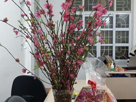 Hướng dẫn cách cắm đào tươi lâu ngày tết không phải ai cũng biết! 6 cách cắm đào tươi lâu