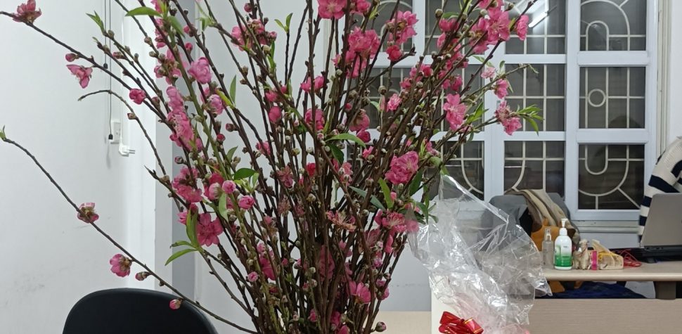 Hướng dẫn cách cắm đào tươi lâu ngày tết không phải ai cũng biết! 1 cách cắm đào tươi lâu